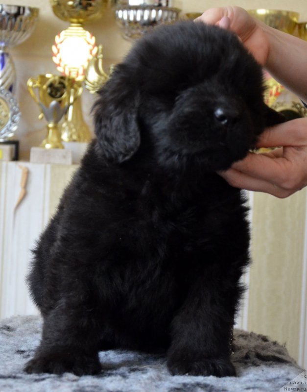 Фотография № 150027