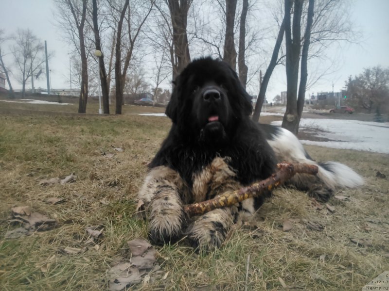 Фото: ньюфаундленд Плюшевая Панда Ферреро Ронд Нуар (Plushevaya Panda Ferrero Rond Noir)