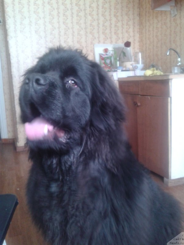 Фото: ньюфаундленд Цейлон Сан Лайт