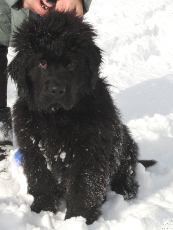 Фото: ньюфаундленд Ариель Принцесс оф зе Сии