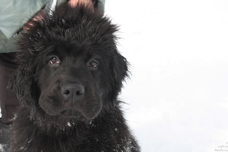 Фото: ньюфаундленд Ариель Принцесс оф зе Сии