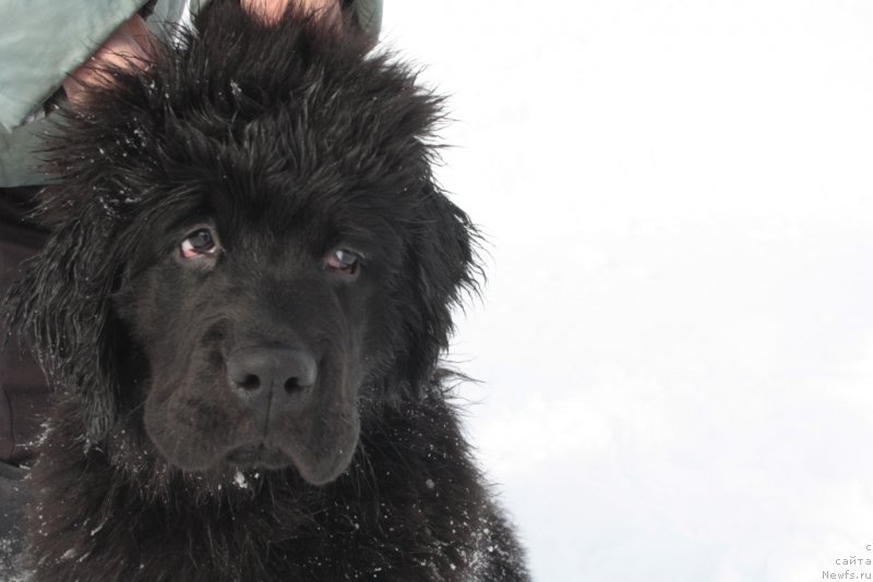 Фото: ньюфаундленд Ариель Принцесс оф зе Сии