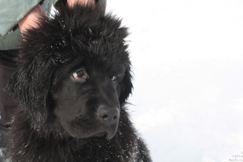 Фото: ньюфаундленд Ариель Принцесс оф зе Сии