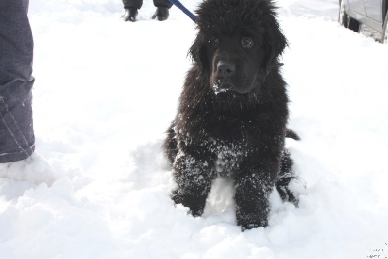 Фото: ньюфаундленд Ариель Принцесс оф зе Сии