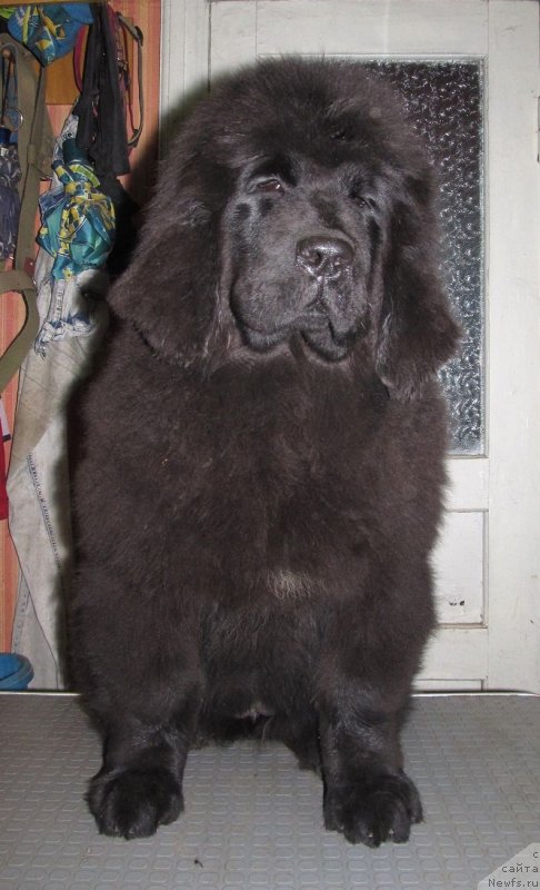 Фото: ньюфаундленд Смигар Ток ов Соул (Smigar Talk of Soul)