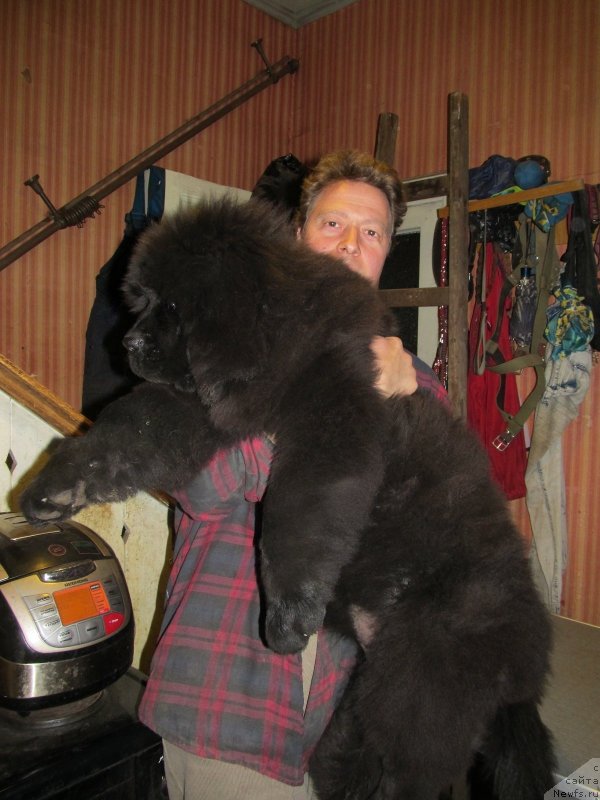 Фото: ньюфаундленд Смигар Ток ов Соул (Smigar Talk of Soul)