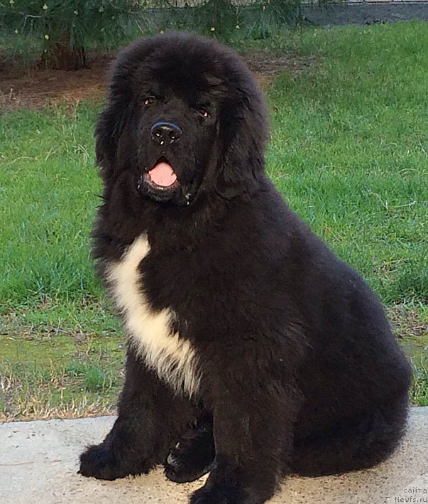 Фотография № 150077