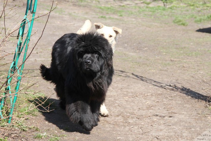 Фото: ньюфаундленд Супер Премиум Необыкновенный Наследник
