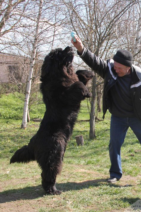 Фото: ньюфаундленд Супер Премиум Необыкновенный Наследник