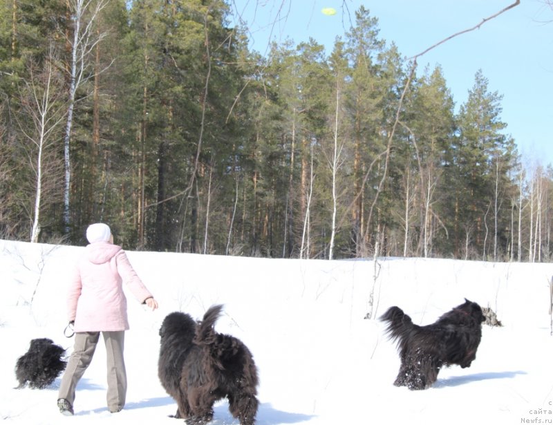 Фото: ньюфаундленд Барышня, ньюфаундленд Анджел Викториус, Галия Гизатуллина