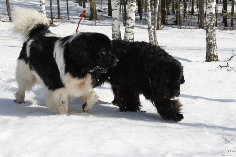 Фото: ньюфаундленд Акин Соул София, ньюфаундленд Черный Шарм Веллингтон