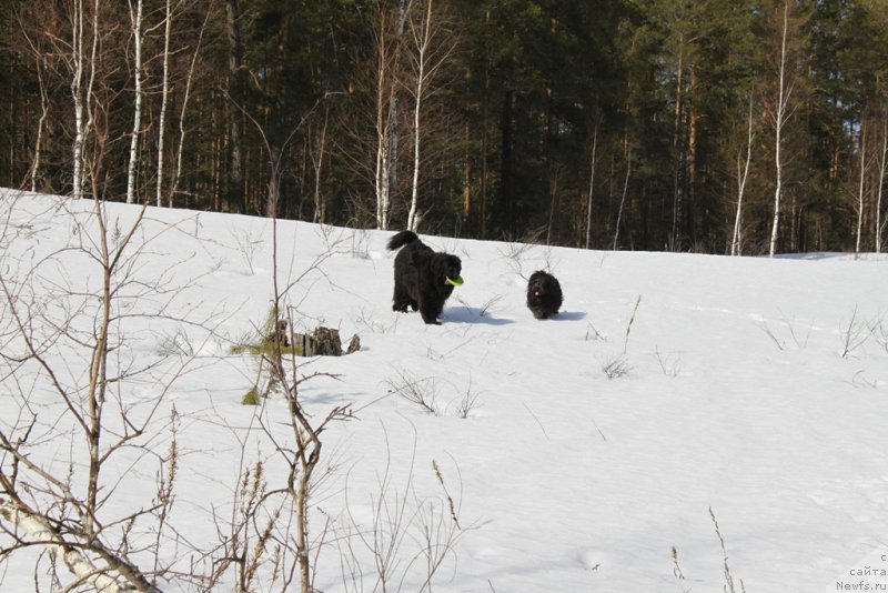 Фото: ньюфаундленд Барышня