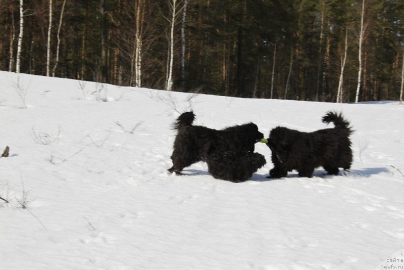 Фото: ньюфаундленд Барышня, ньюфаундленд Анджел Викториус