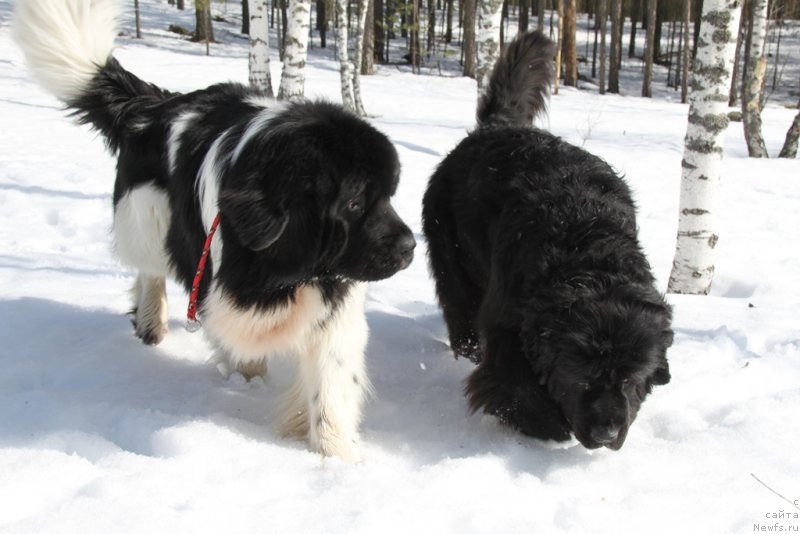 Фото: ньюфаундленд Акин Соул София, ньюфаундленд Черный Шарм Веллингтон