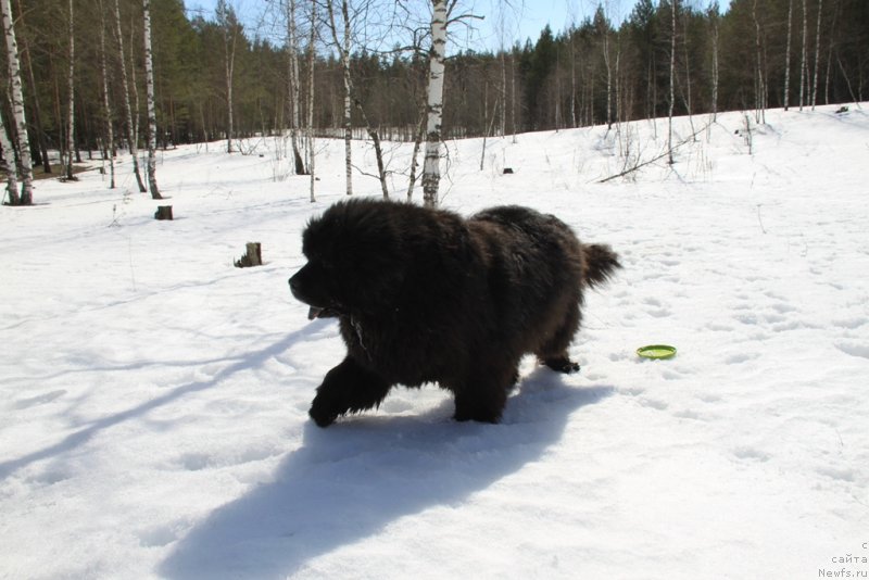 Фото: ньюфаундленд Анджел Викториус