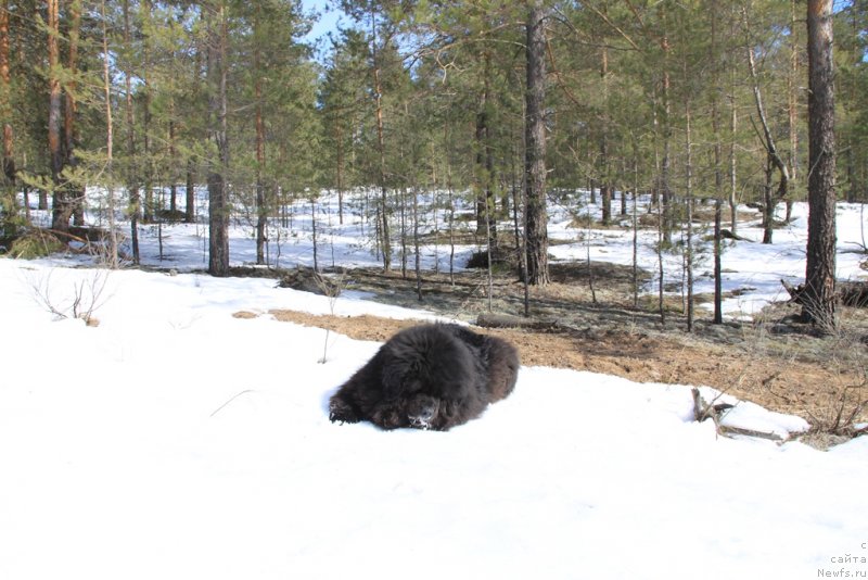 Фото: ньюфаундленд Анджел Викториус