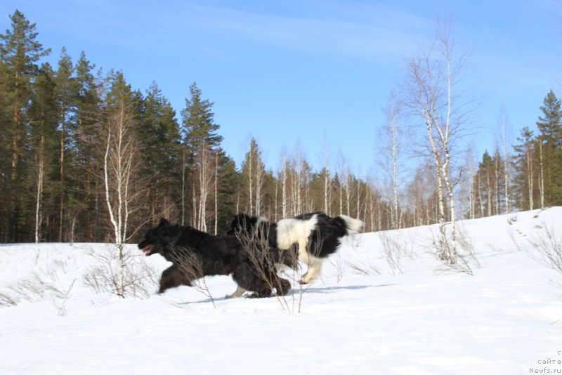 Фото: ньюфаундленд Акин Соул София, ньюфаундленд Черный Шарм Веллингтон