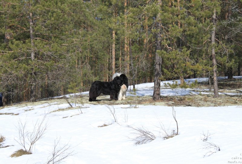 Фото: ньюфаундленд Акин Соул София, ньюфаундленд Черный Шарм Веллингтон