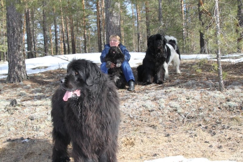 Фото: ньюфаундленд Акин Соул София, ньюфаундленд Барышня, ньюфаундленд Черный Шарм Веллингтон, Татьяна Прусова