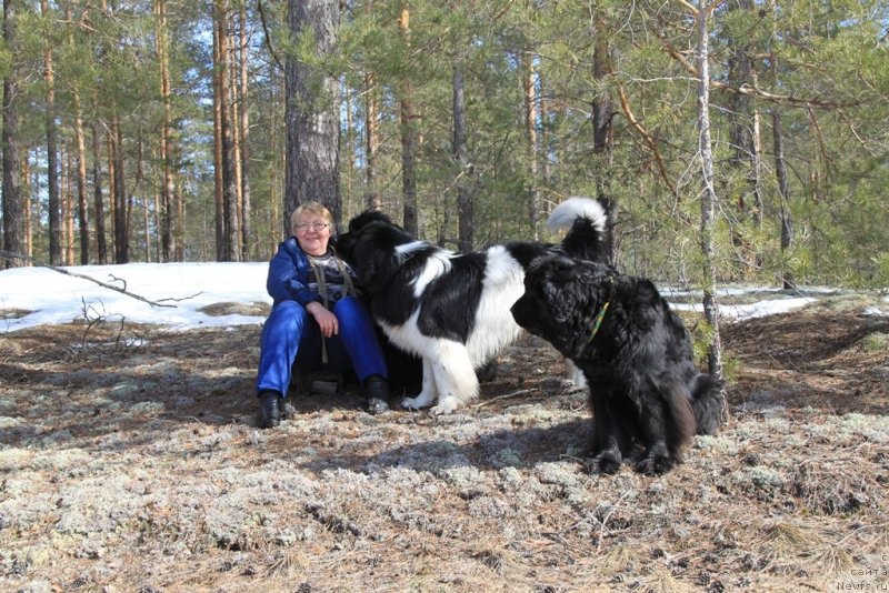 Фото: ньюфаундленд Лесная Сказка Лунная Соната, ньюфаундленд Черный Шарм Веллингтон, Татьяна Прусова