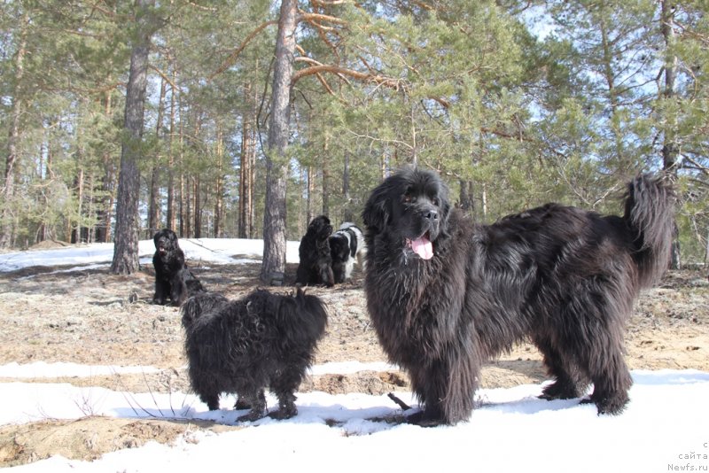 Фото: ньюфаундленд Барышня