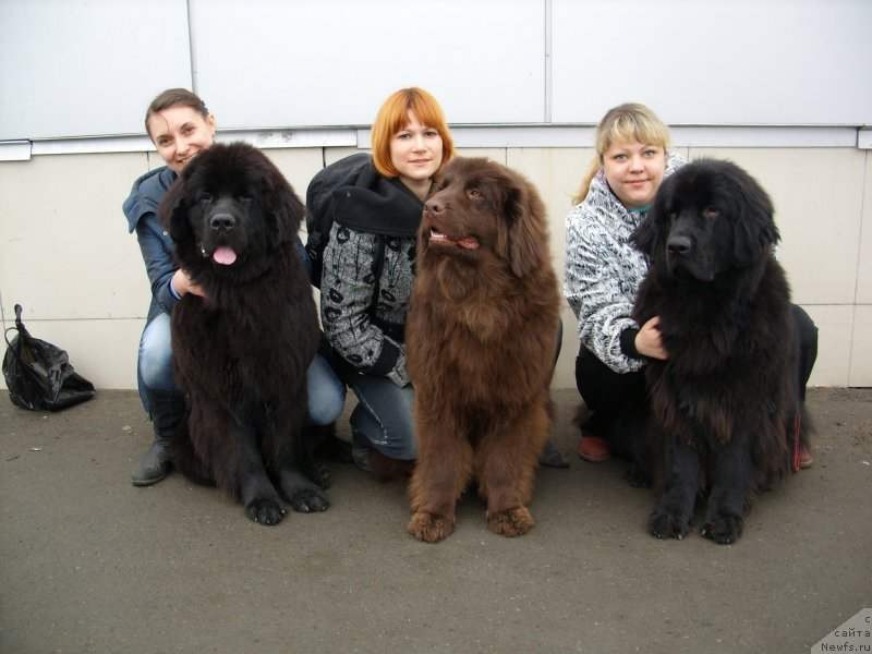 Фото: дети, ньюфаундленд Черный Шарм Амбер Бест Дог ФО Марлеон