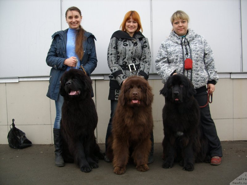 Фото: ньюфаундленд Черный Шарм Амбер Бест Дог ФО Марлеон