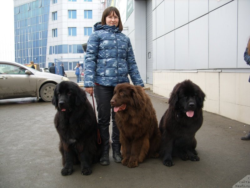 Фото: ДЕТИ, ньюфаундленд Черный Шарм Амбер Бест Дог ФО Марлеон