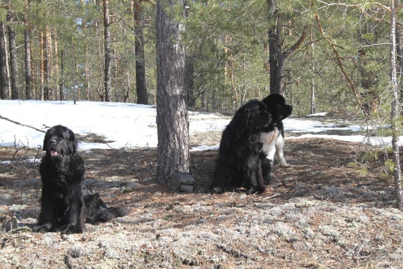 Фото: ньюфаундленд Лесная Сказка Лунная Соната, ньюфаундленд Акин Соул София, ньюфаундленд Черный Шарм Веллингтон