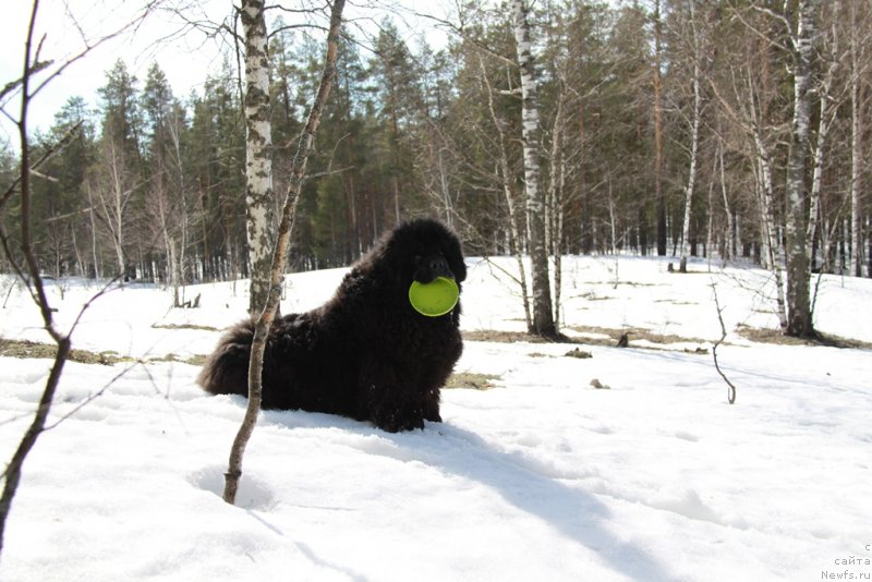 Фото: ньюфаундленд Анджел Викториус