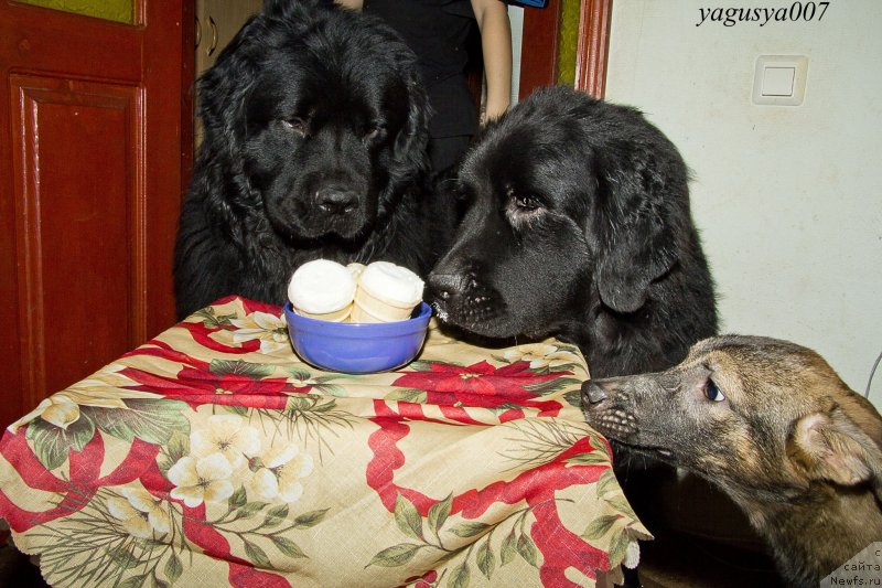 Фото: ньюфаундленд Львиное Сердце, ньюфаундленд Черный Балу Добрыня, подопечная Жульетта