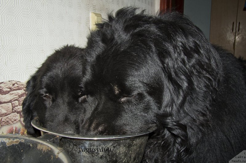 Фото: ньюфаундленд Черный Балу Добрыня, ньюфаундленд Львиное Сердце