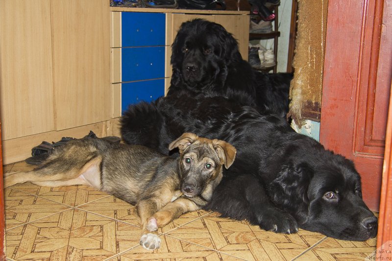 Фото: ньюфаундленд Львиное Сердце, Жульетта, ньюфаундленд Черный Балу Добрыня