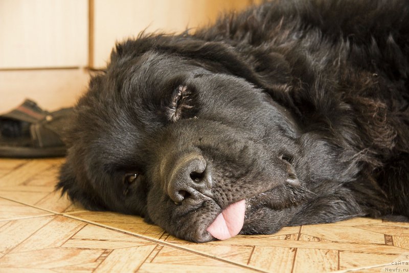 Фото: ньюфаундленд Черный Балу Добрыня