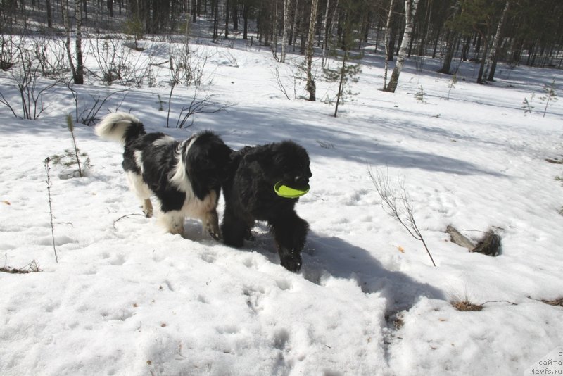Фото: ньюфаундленд Акин Соул София, ньюфаундленд Черный Шарм Веллингтон