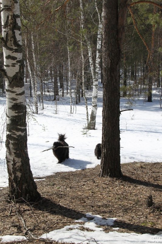 Фото: ньюфаундленд Барышня