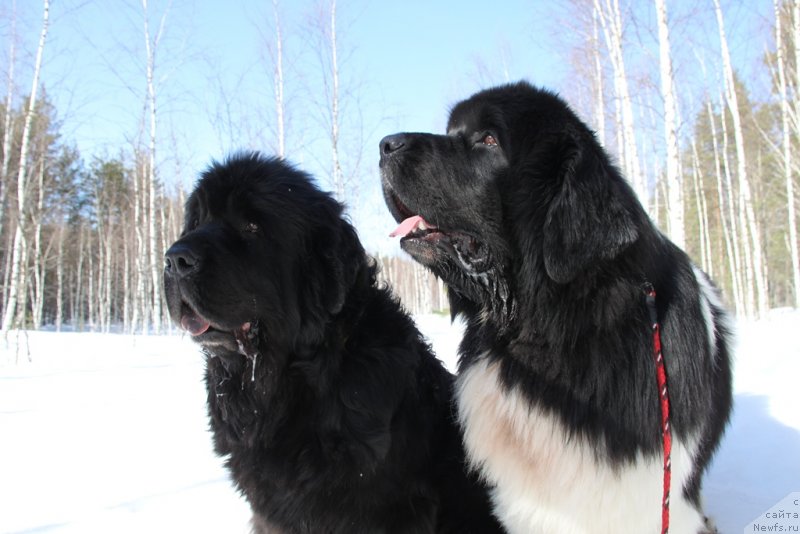 Фото: ньюфаундленд Акин Соул София, ньюфаундленд Черный Шарм Веллингтон