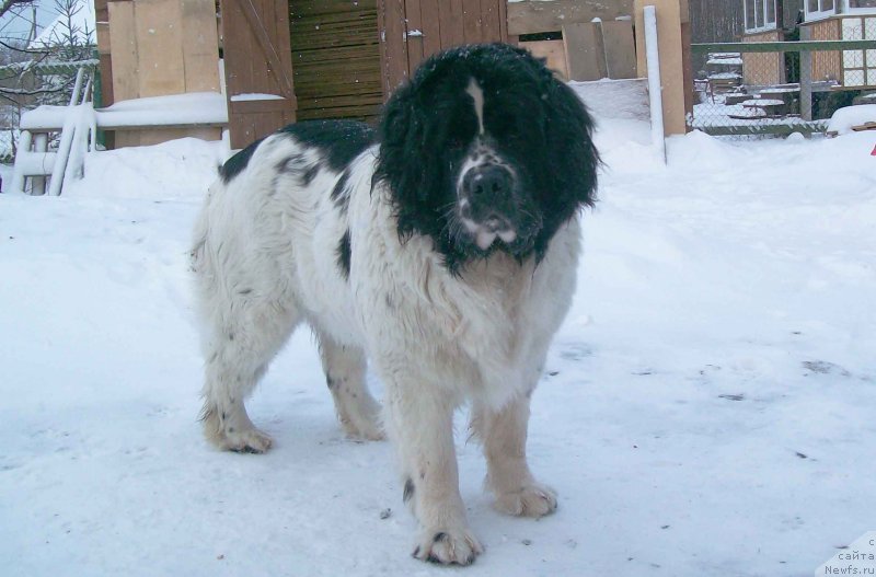 Фотография № 150135