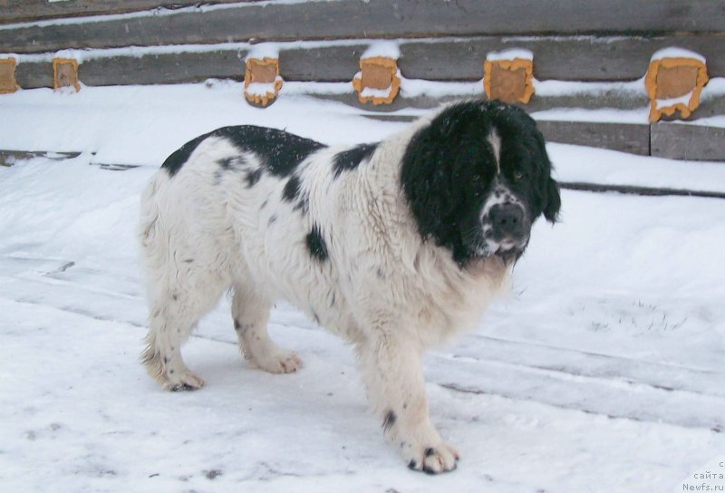 Фотография № 150136