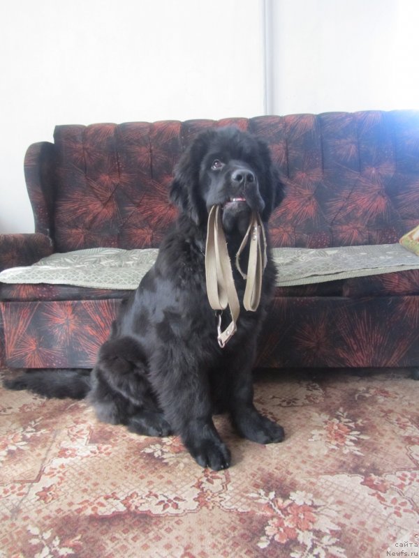 Фотография № 150139