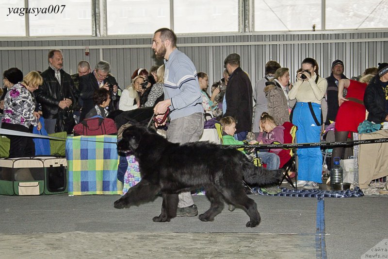 Фото: Андрей Волков, ньюфаундленд Черный Балу Диаманд