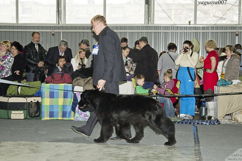 Фото: Александр Чернявский, ньюфаундленд Явная Красота