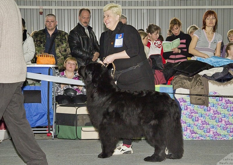 Фото: Татьяна Чернявская, ньюфаундленд Юнона из Золотого Треугольника