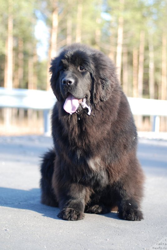 Фотография № 150176