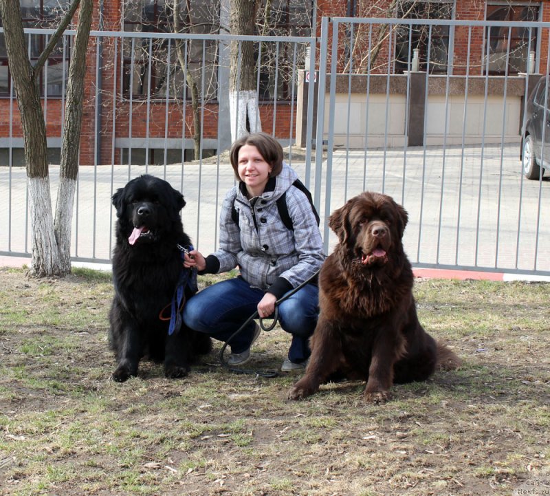 Фото: ньюфаундленд Чарльз Балу Блек Биар, Александра Червякова, ньюфаундленд Чармер Денкам Бронз (Charmer Denkam Bronze)