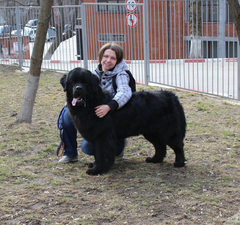 Фото: ньюфаундленд Чарльз Балу Блек Биар, Александра Червякова