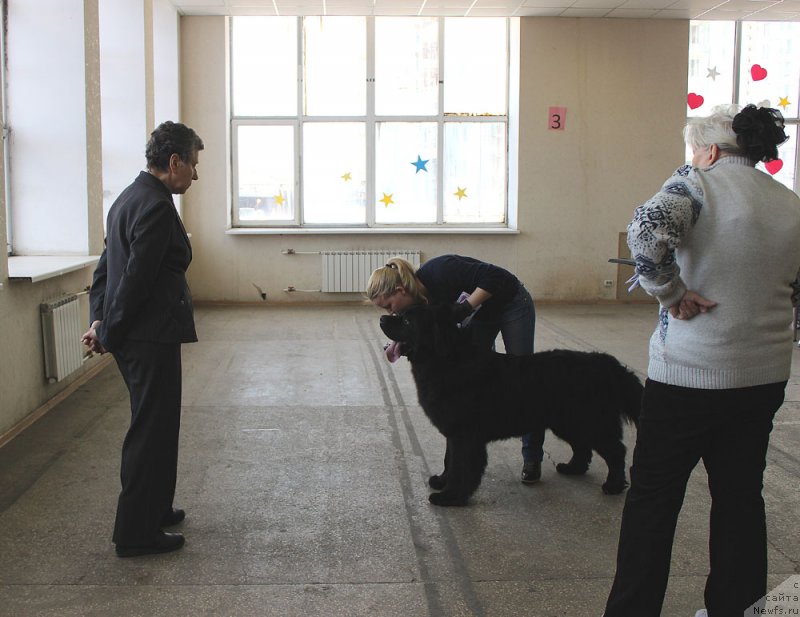 Фото: ньюфаундленд Чарльз Балу Блек Биар