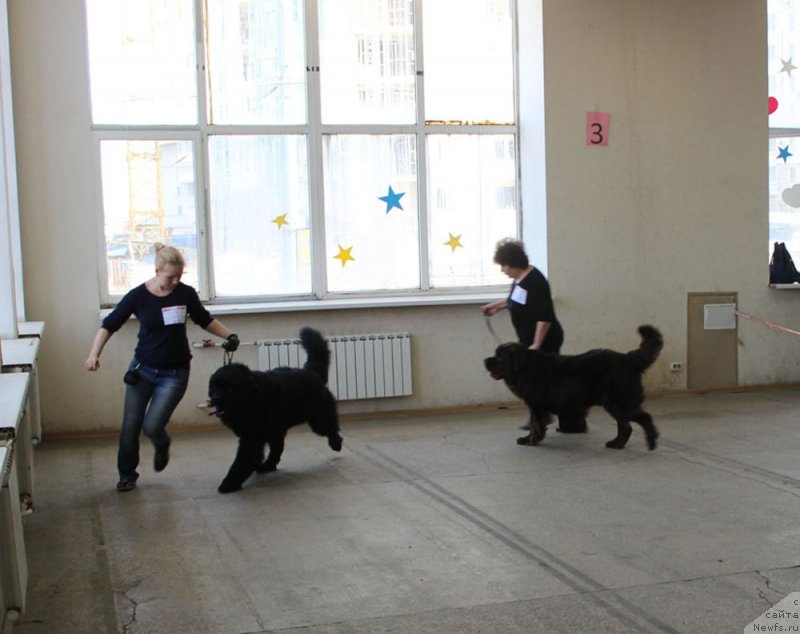 Фото: ньюфаундленд Чарльз Балу Блек Биар, ньюфаундленд Чармер Денкам Бронз (Charmer Denkam Bronze)