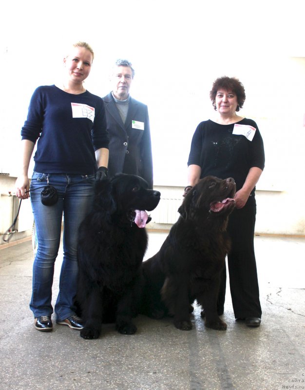 Фото: ньюфаундленд Чарльз Балу Блек Биар, ньюфаундленд Чармер Денкам Бронз (Charmer Denkam Bronze)