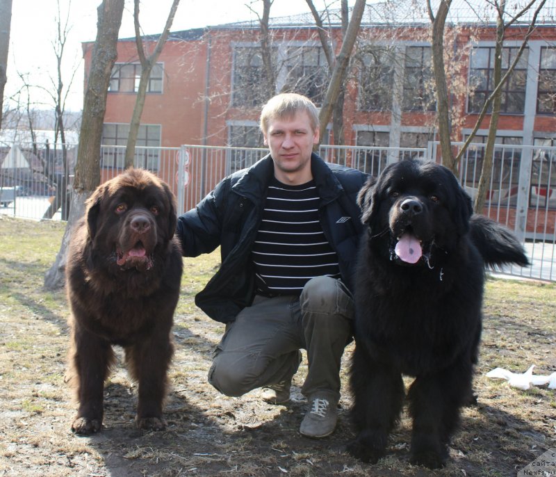 Фото: ньюфаундленд Чармер Денкам Бронз (Charmer Denkam Bronze), Алеша, ньюфаундленд Чарльз Балу Блек Биар